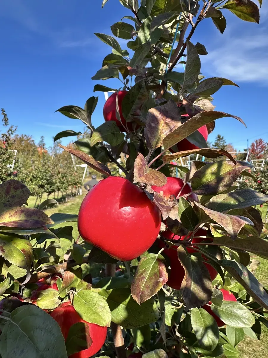 Ripe red apples hanging on a tree beneath a clear blue sky