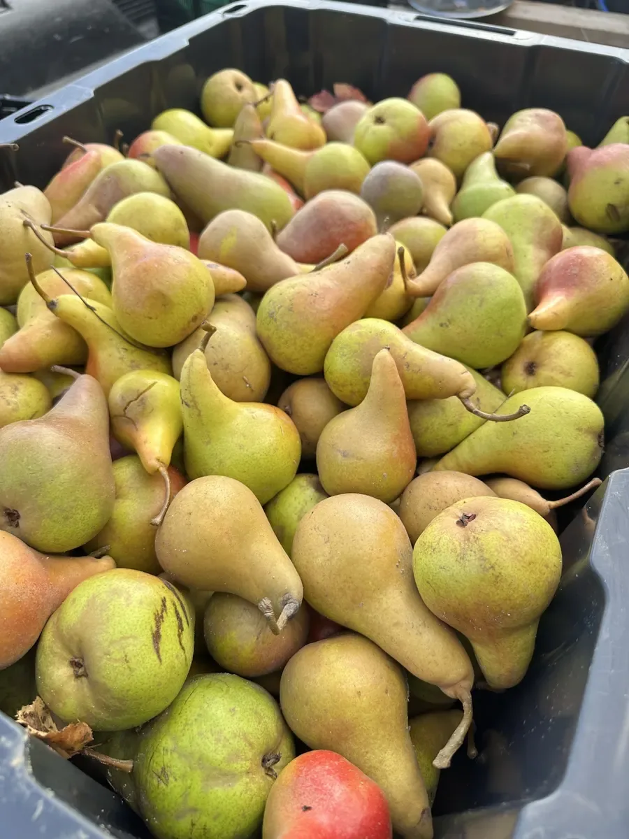 A bin filled with freshly harvested pears