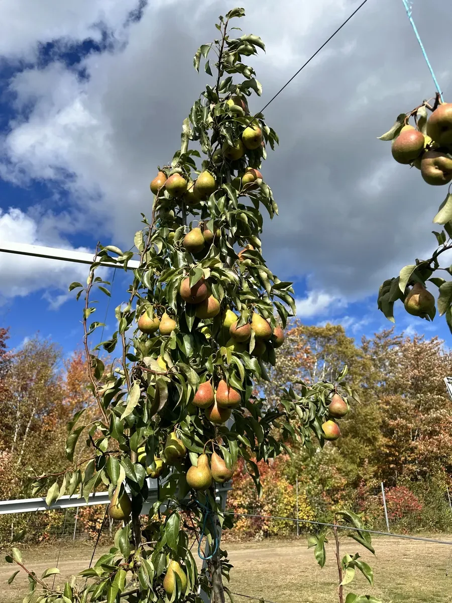 Pear tree heavy with ripening fruit against autumn colours and a dramatic sky