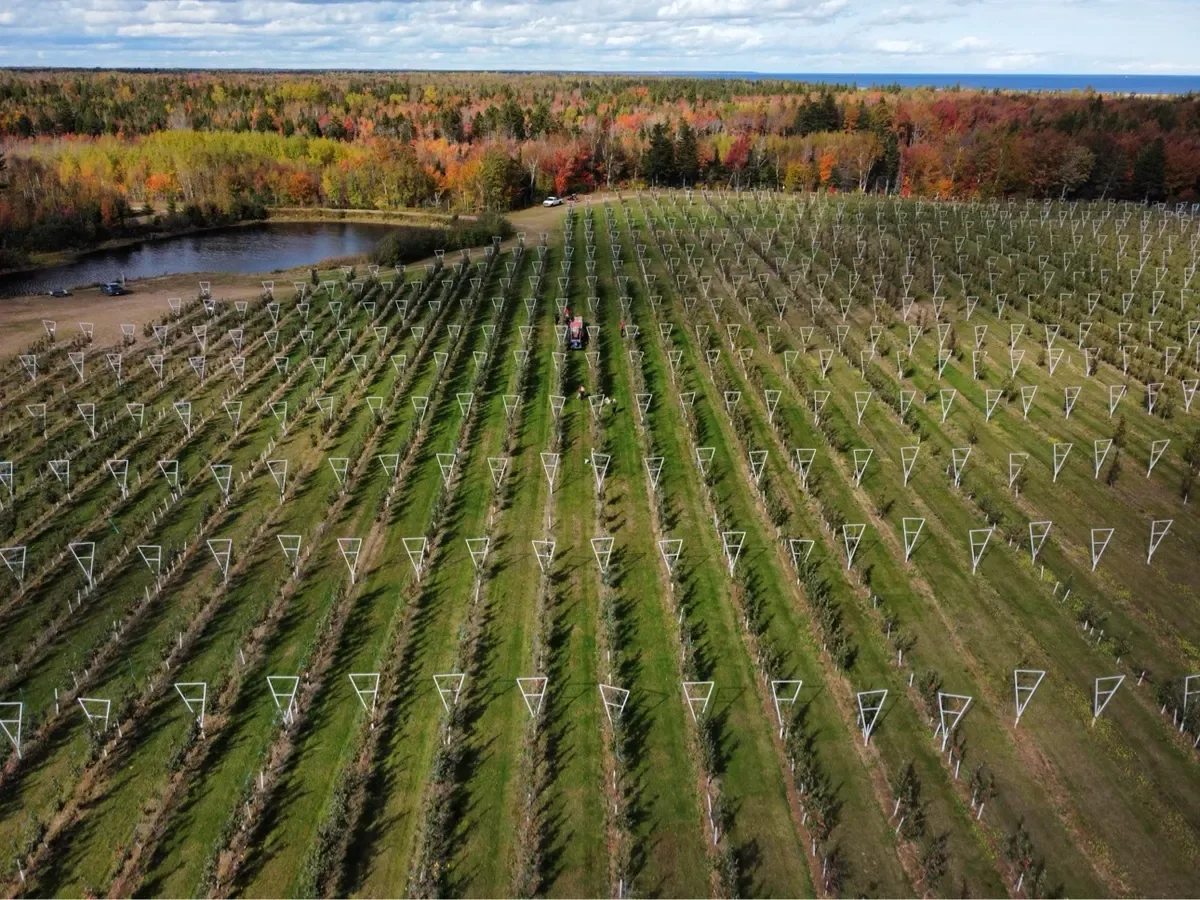 Aerial view of young apple tree rows, a pond and the sea beyond the orchard in autumn